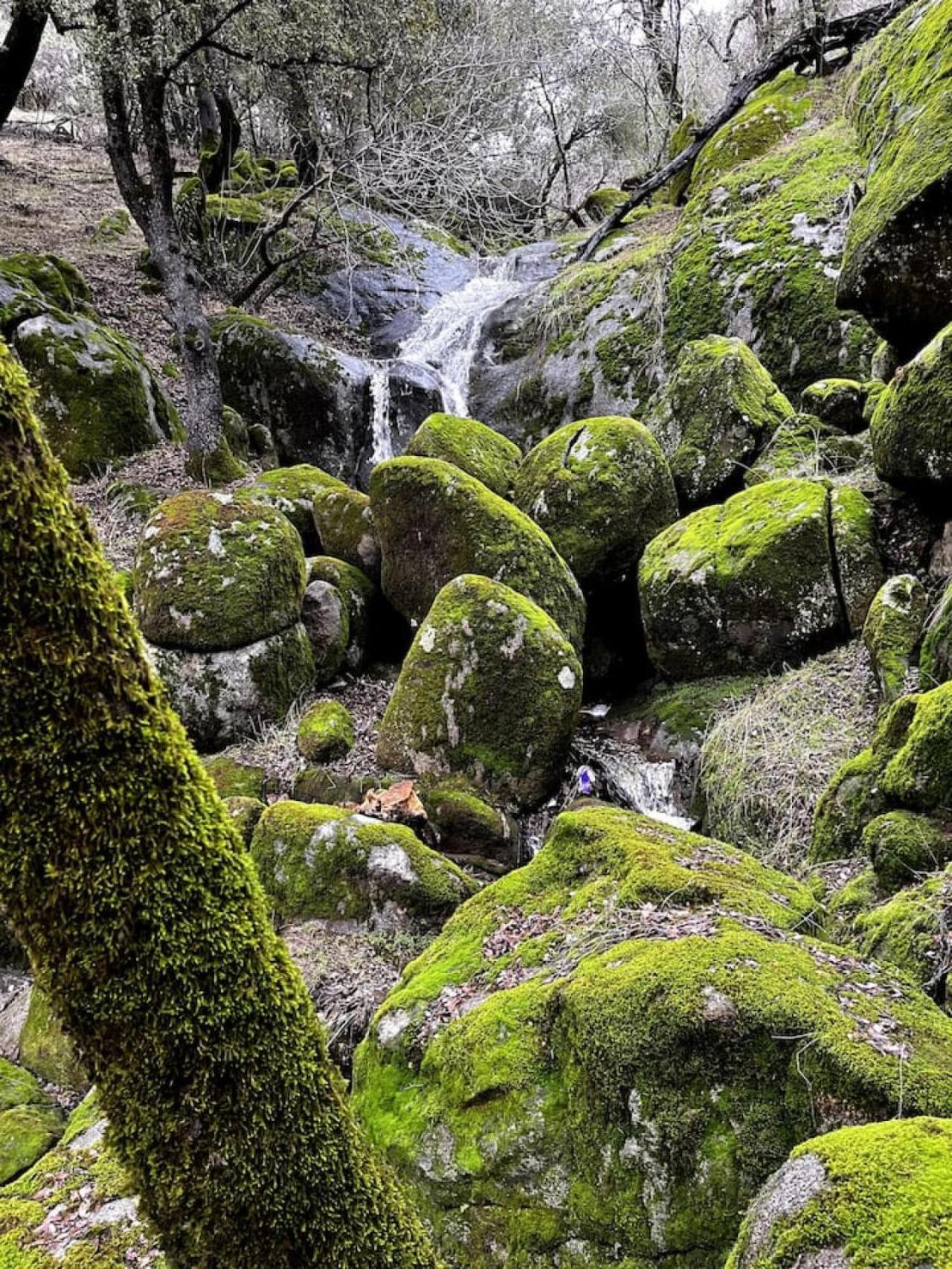 10-Acre Forest Villa, 20 Miles From Yosemite South Oakhurst Exterior photo